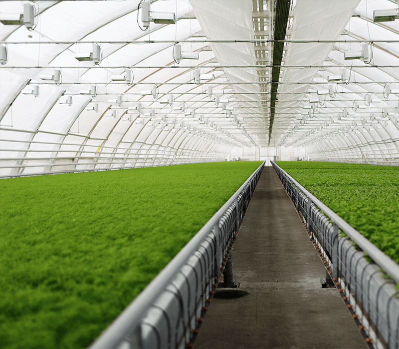 Los sensores de humedad pendulares protegen las plantas sensibles del exceso de humedad en los invernaderos, por ejemplo